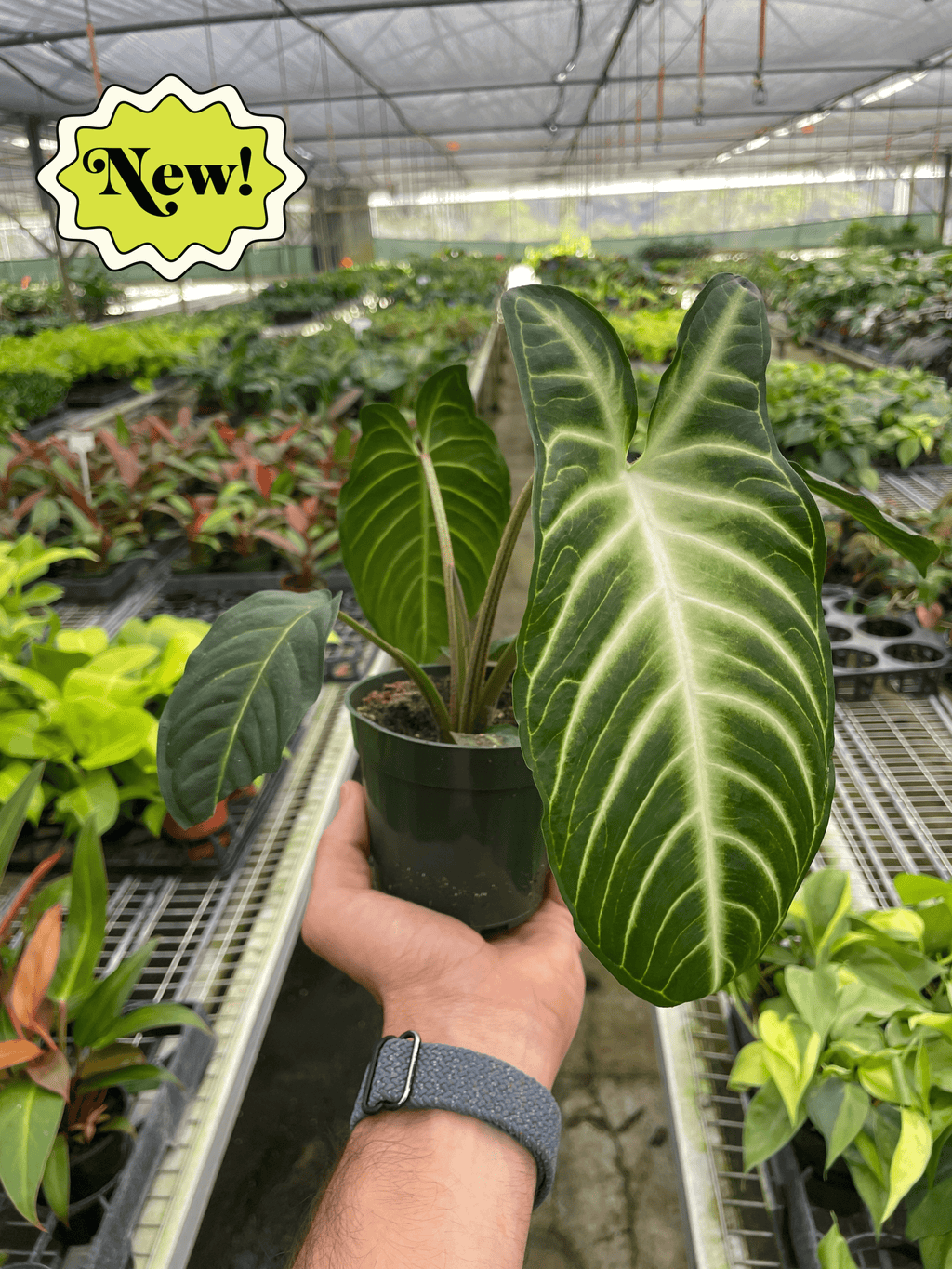 Xanthosoma 'Lendenii' - Holiday Corner
