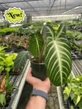 Xanthosoma 'Lendenii' - Holiday Corner