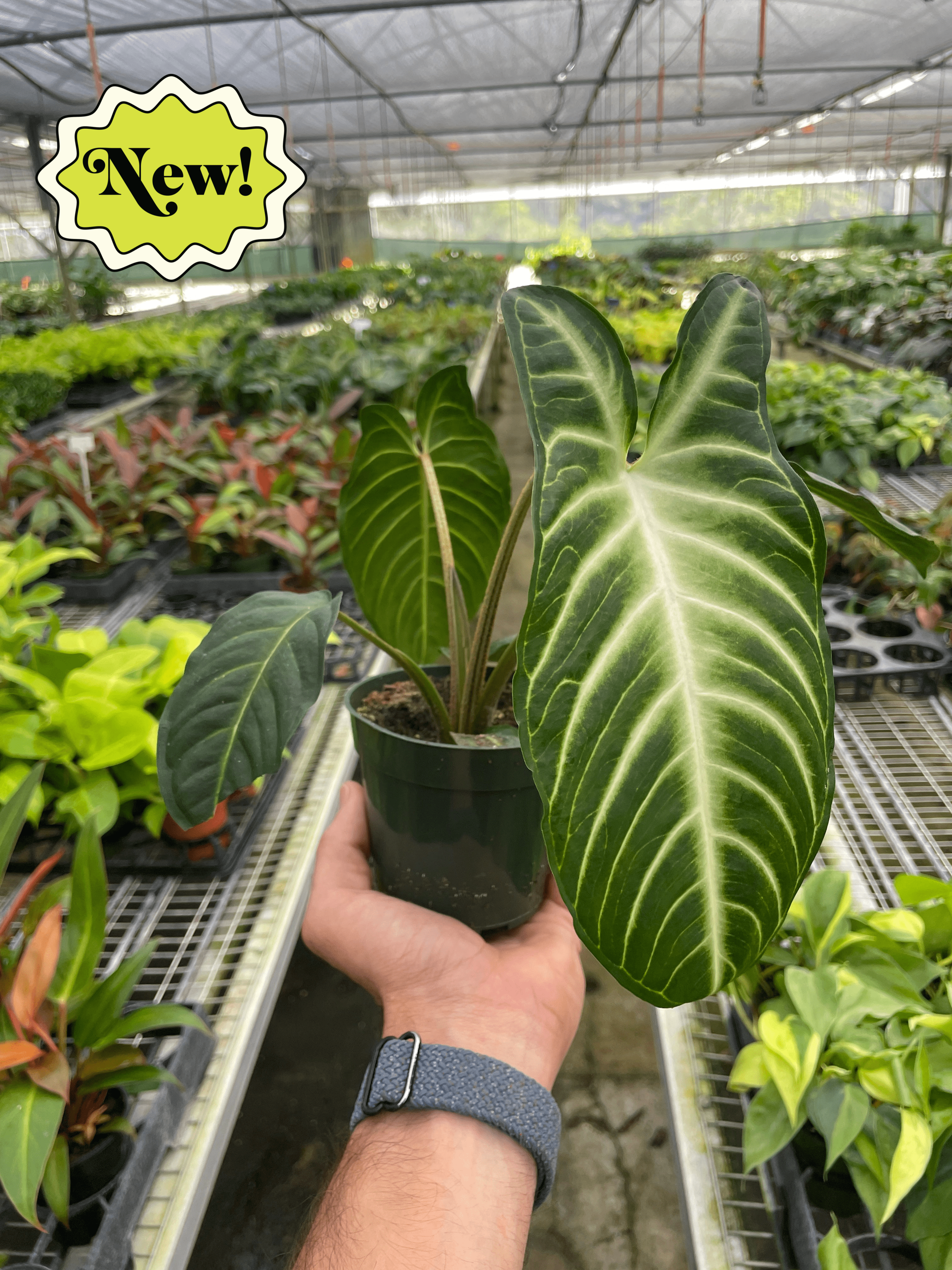 Xanthosoma 'Lendenii' - Holiday Corner