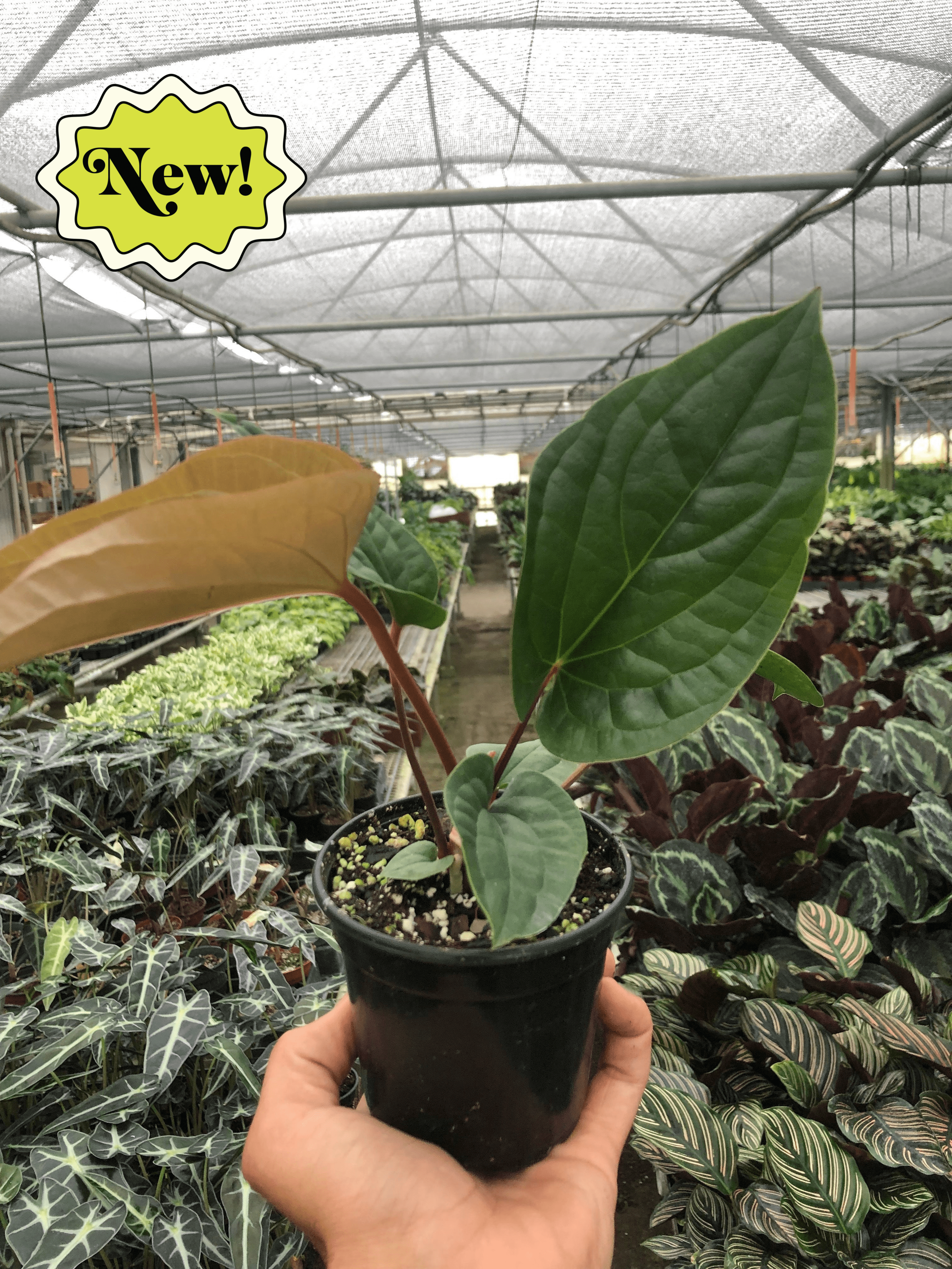 Anthurium 'Radicans x Luxurians' - Holiday Corner