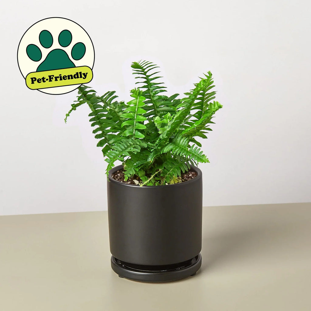 Jester's Crown Fern - Holiday Corner