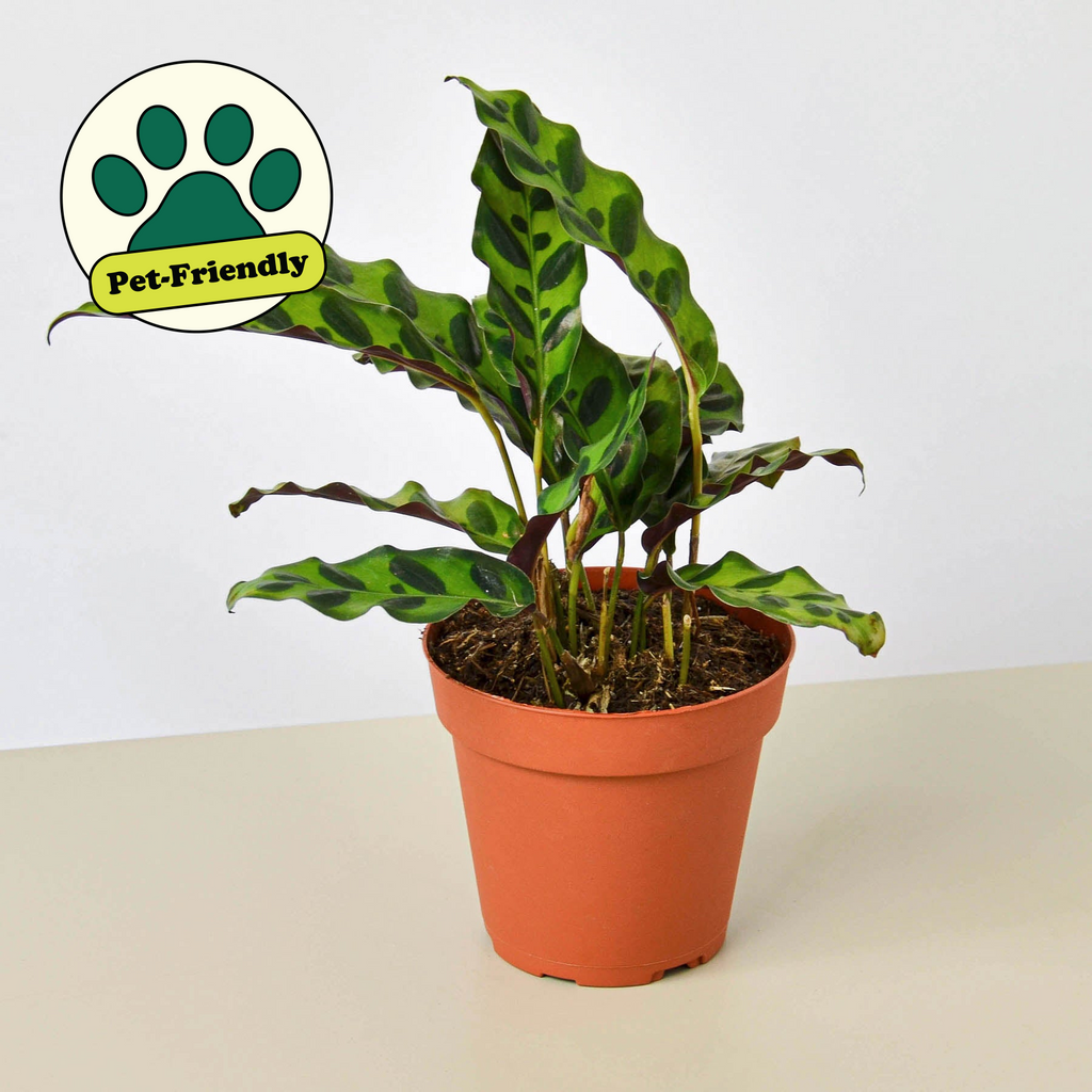 Calathea Lancifolia 'Rattlesnake' - Holiday Corner