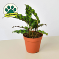 Calathea Lancifolia 'Rattlesnake' - Holiday Corner
