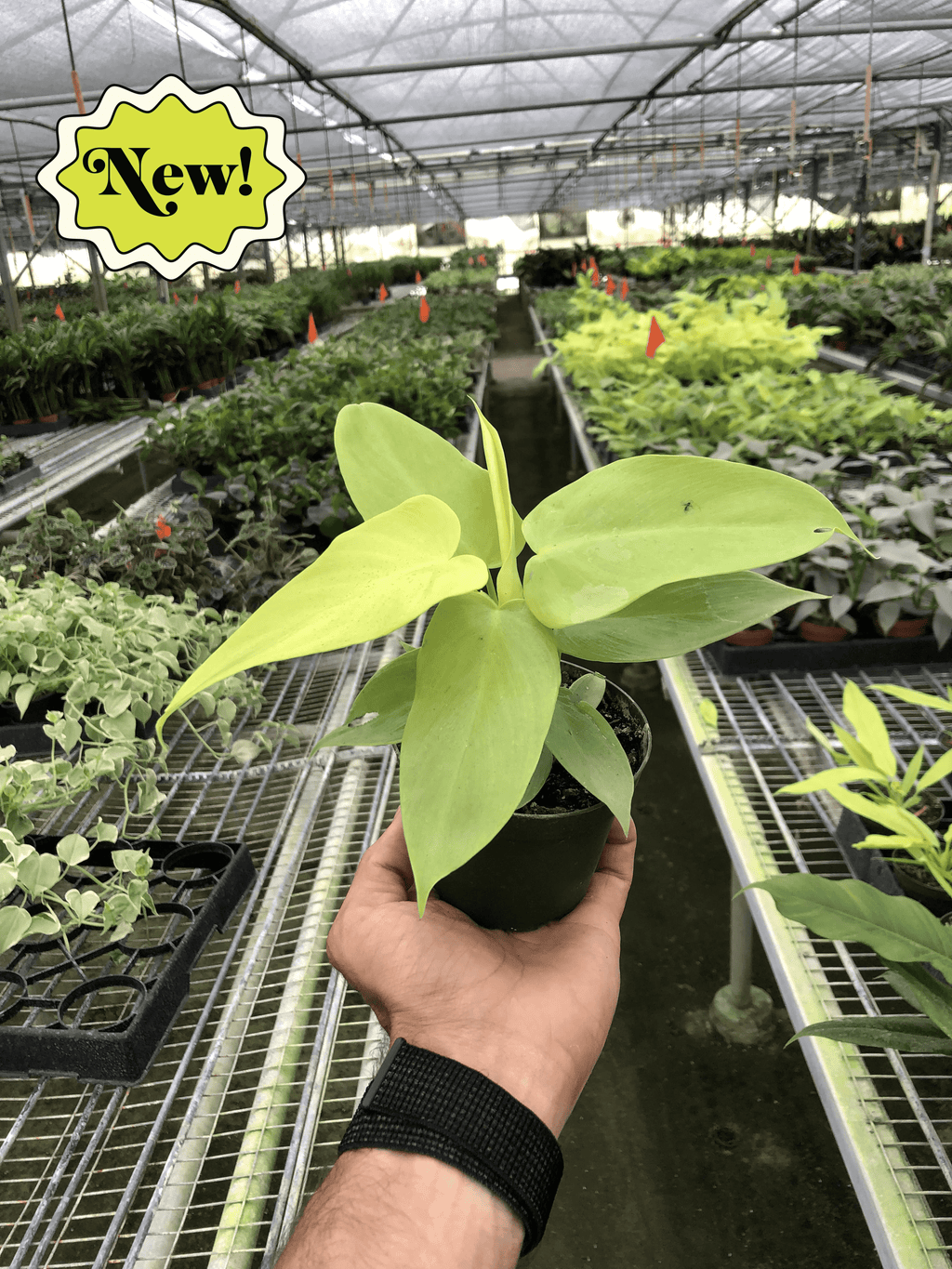 Philodendron 'Gold Violin' - Holiday Corner