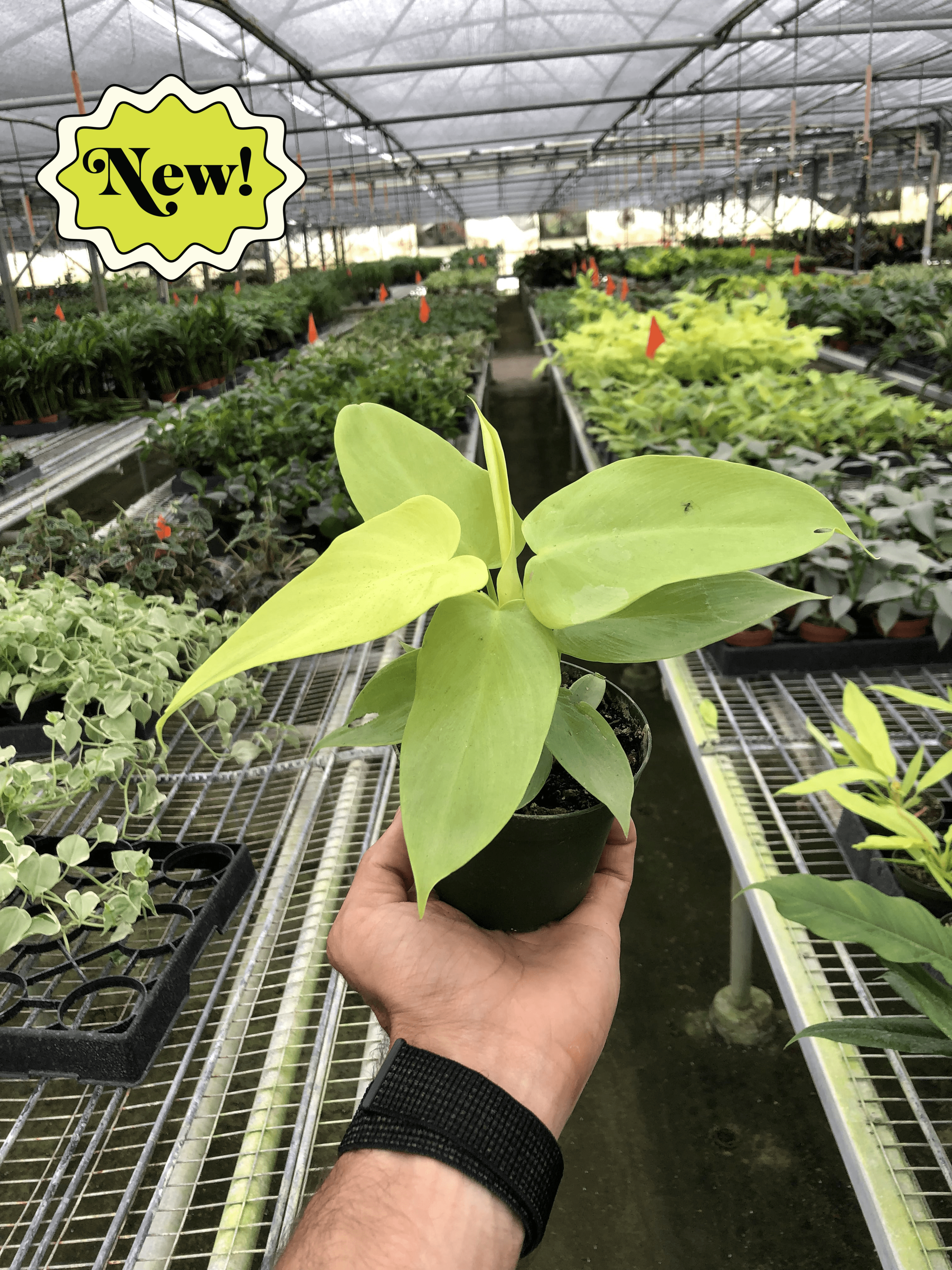 Philodendron 'Gold Violin' - Holiday Corner