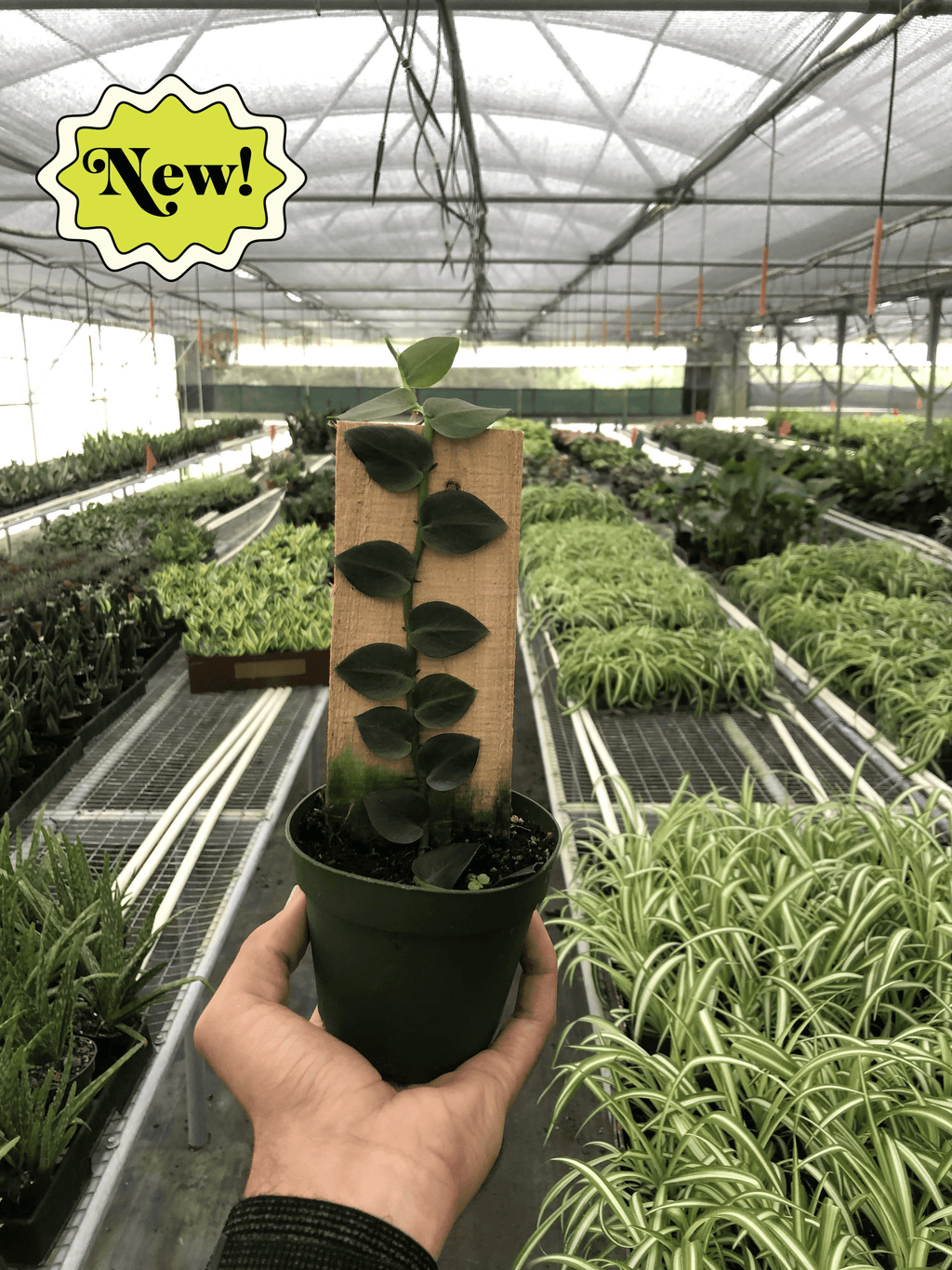 Rhaphidophora 'Hayi' (Shingle Plant) - Holiday Corner