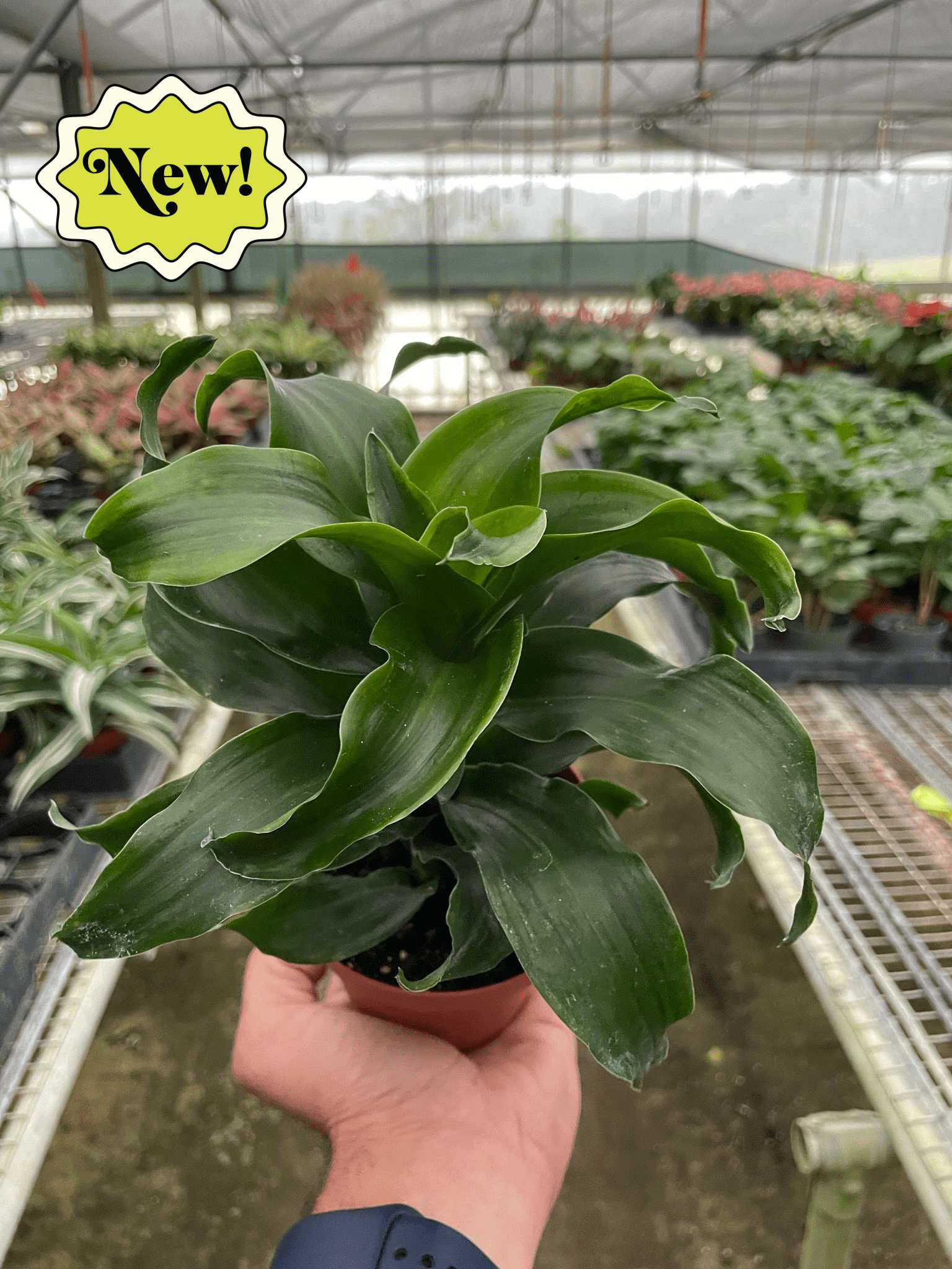 Dracaena 'Twister' - Holiday Corner
