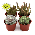 Assorted Succulent Variety - Holiday Corner
