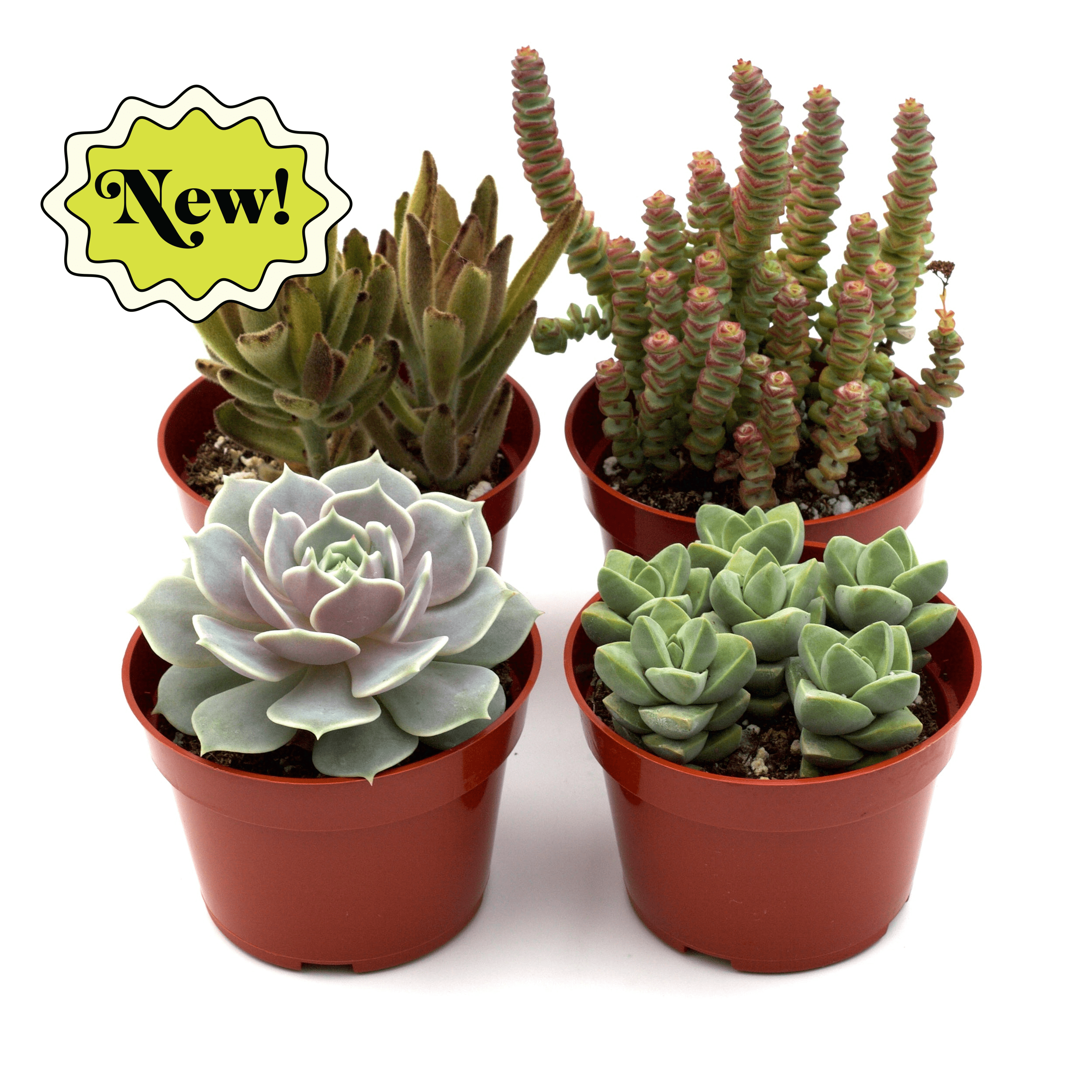 Assorted Succulent Variety - Holiday Corner
