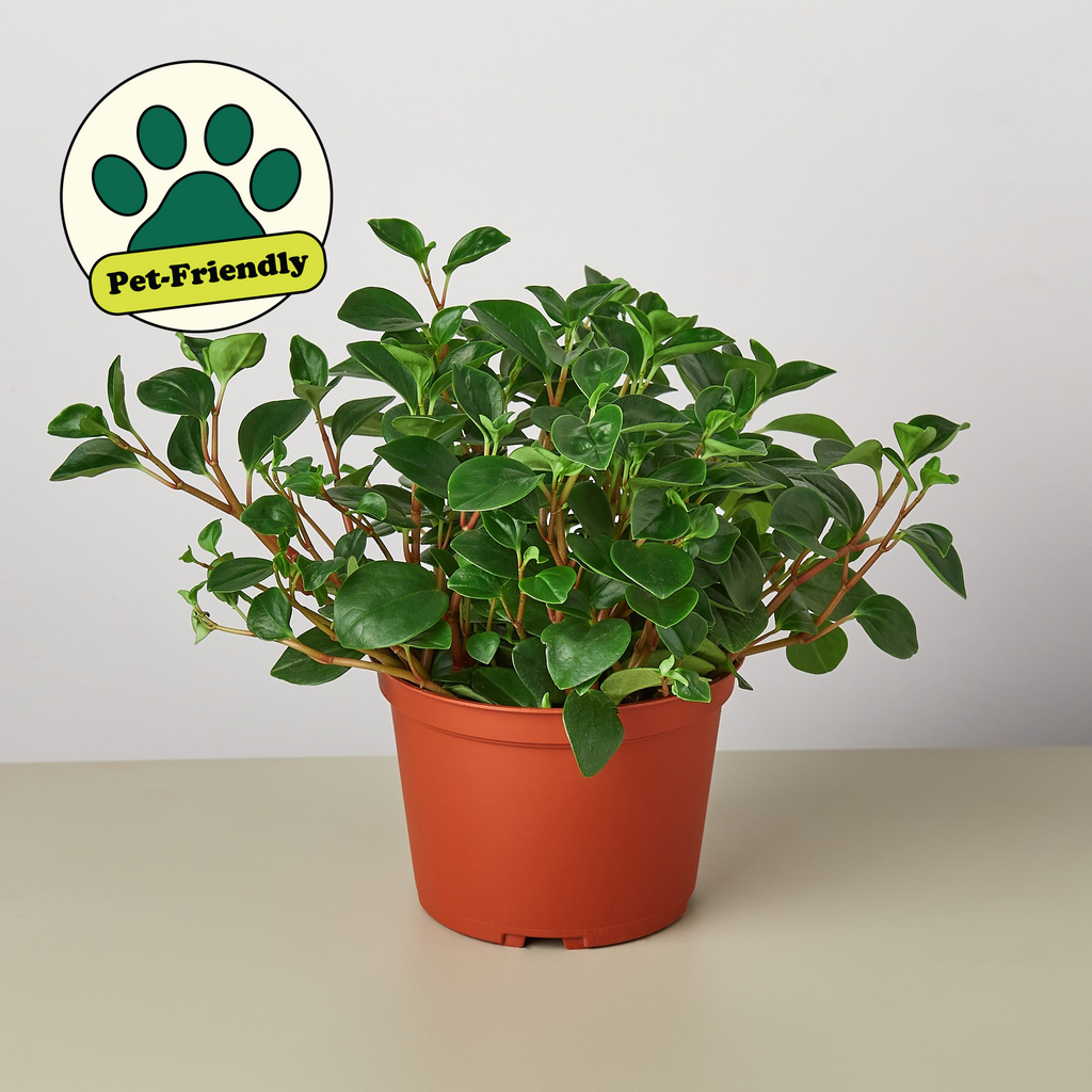 Peperomia 'Glabella' - Holiday Corner