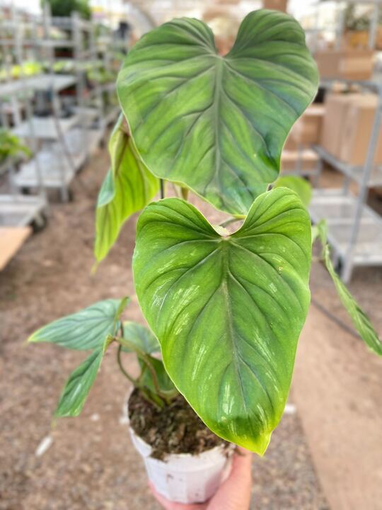 Philodendron PlowManii - Holiday Corner