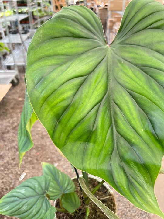 Philodendron PlowManii - Holiday Corner