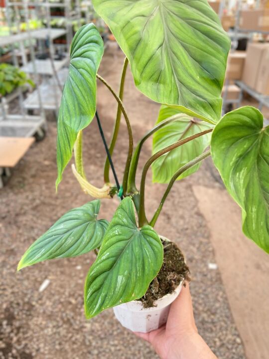 Philodendron PlowManii - Holiday Corner