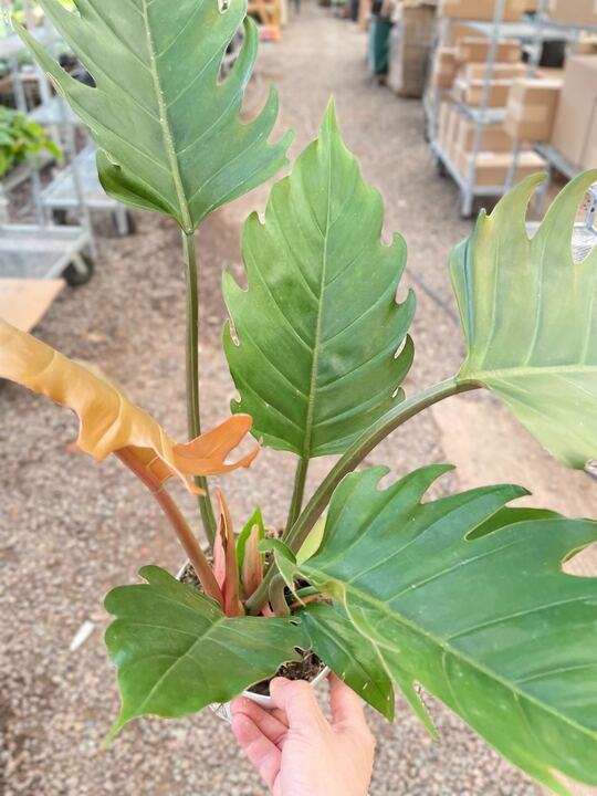 Philodendron Caramel Pluto - Holiday Corner