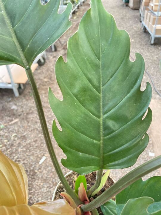 Philodendron Caramel Pluto - Holiday Corner