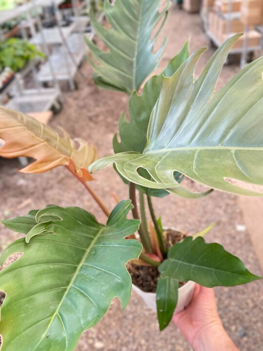Philodendron Caramel Pluto - Holiday Corner