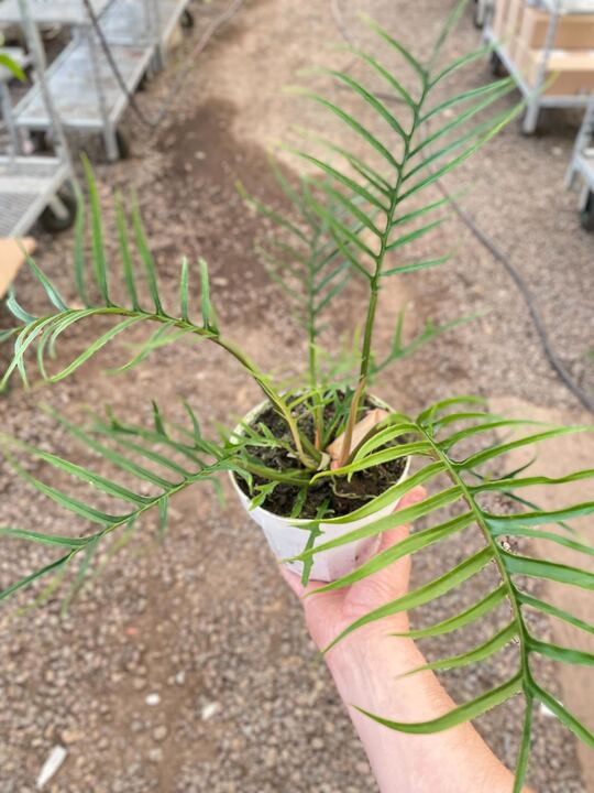Philodendron 'Tortum' - Holiday Corner