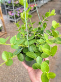 Hoya Cumingiana - Holiday Corner