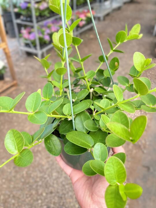 Hoya Cumingiana - Holiday Corner