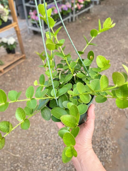 Hoya Cumingiana - Holiday Corner