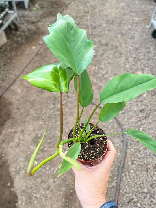Philodendron Mayoi - Holiday Corner
