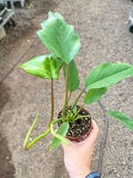 Philodendron Mayoi - Holiday Corner