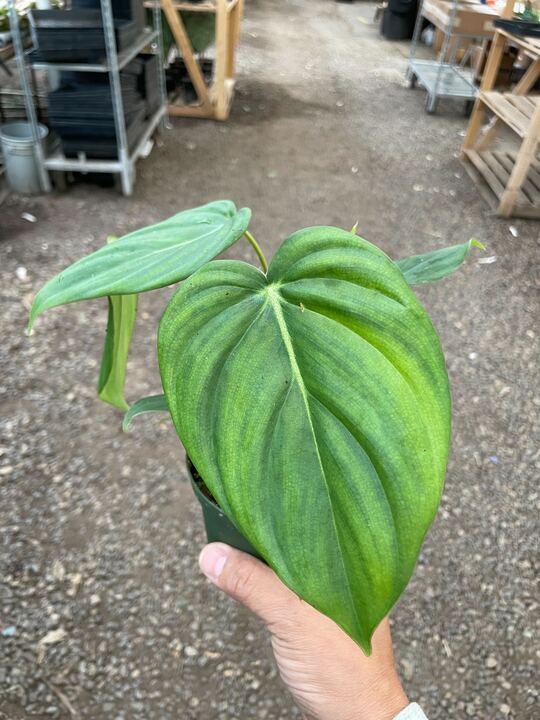 Philodendron 'Mcdowell' - Holiday Corner