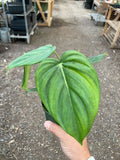 Philodendron 'Mcdowell' - Holiday Corner