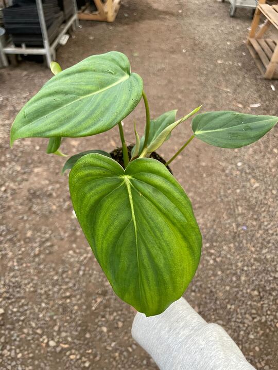 Philodendron 'Mcdowell' - Holiday Corner
