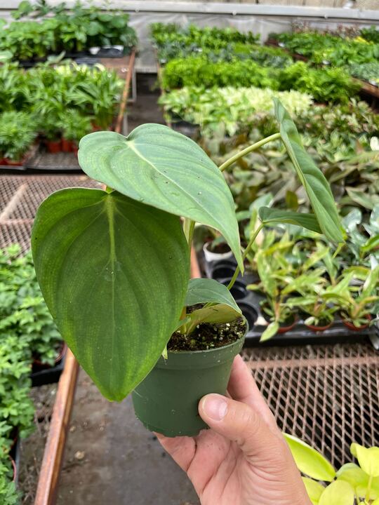 Philodendron 'Mcdowell' - Holiday Corner