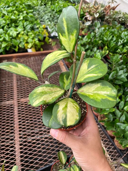 Hoya Obovata Reverse - Holiday Corner