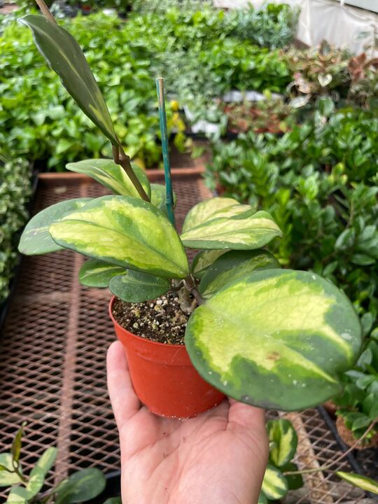 Hoya Obovata Reverse - Holiday Corner