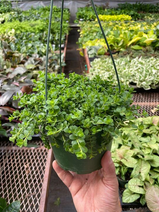 Peperomia Deppeana - Holiday Corner