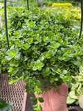 Peperomia Deppeana - Holiday Corner