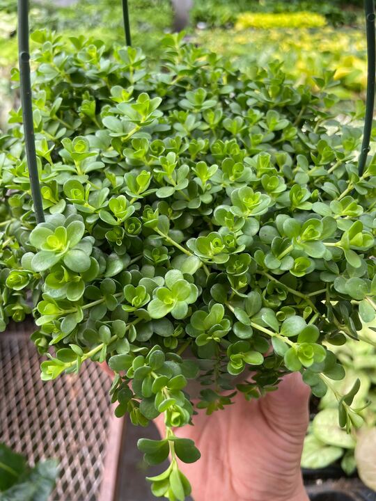 Peperomia Deppeana - Holiday Corner