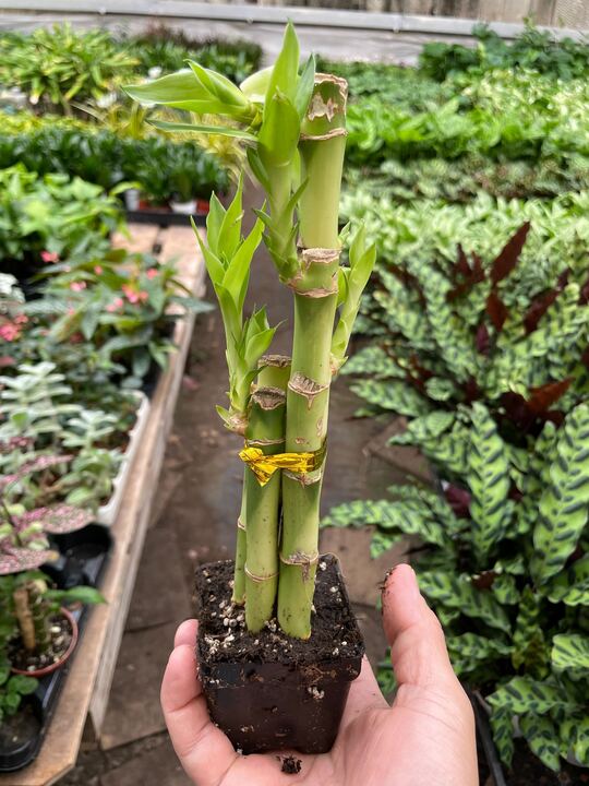 Dracaena 'Lucky Bamboo' - Holiday Corner