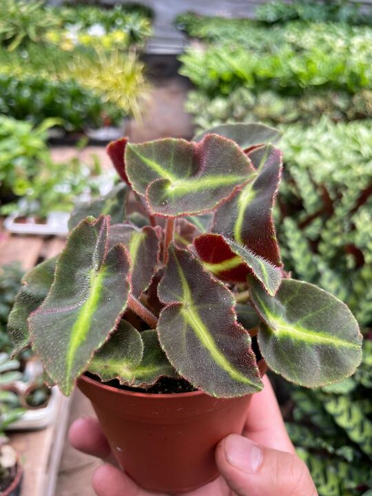 Begonia 'Striped' - Holiday Corner