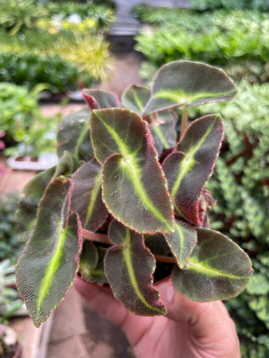 Begonia 'Striped' - Holiday Corner