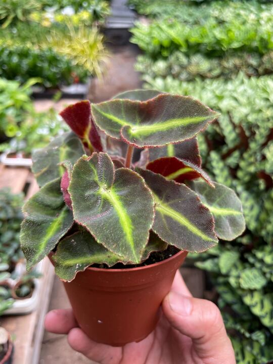 Begonia 'Striped' - Holiday Corner