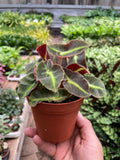 Begonia 'Striped' - Holiday Corner