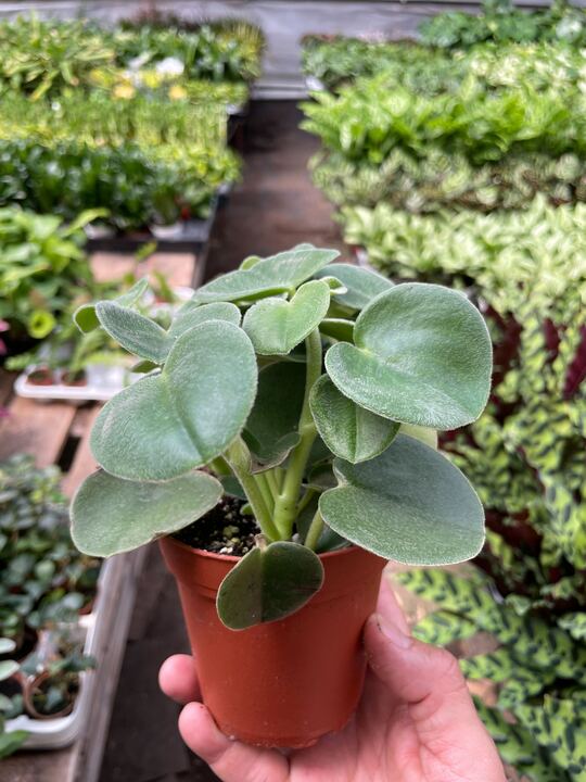 Peperomia 'Felted' - Holiday Corner