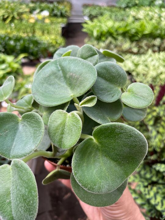 Peperomia 'Felted' - Holiday Corner