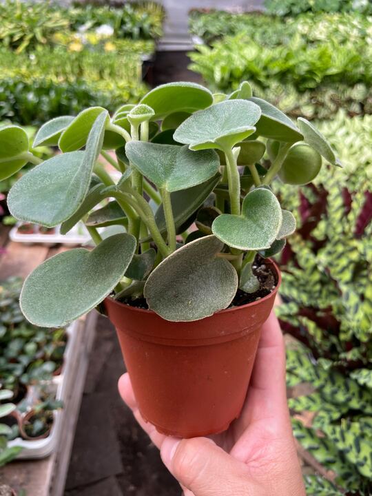 Peperomia 'Felted' - Holiday Corner