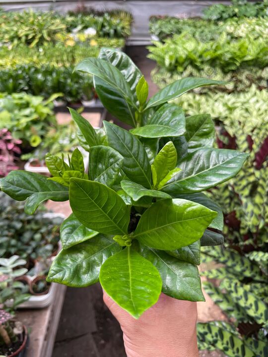 Gardenia 'Bush' - Holiday Corner