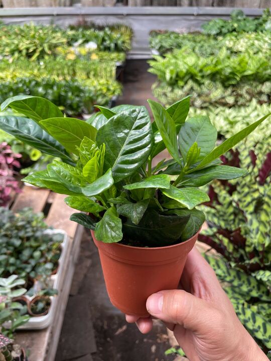 Gardenia 'Bush' - Holiday Corner