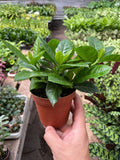 Gardenia 'Bush' - Holiday Corner