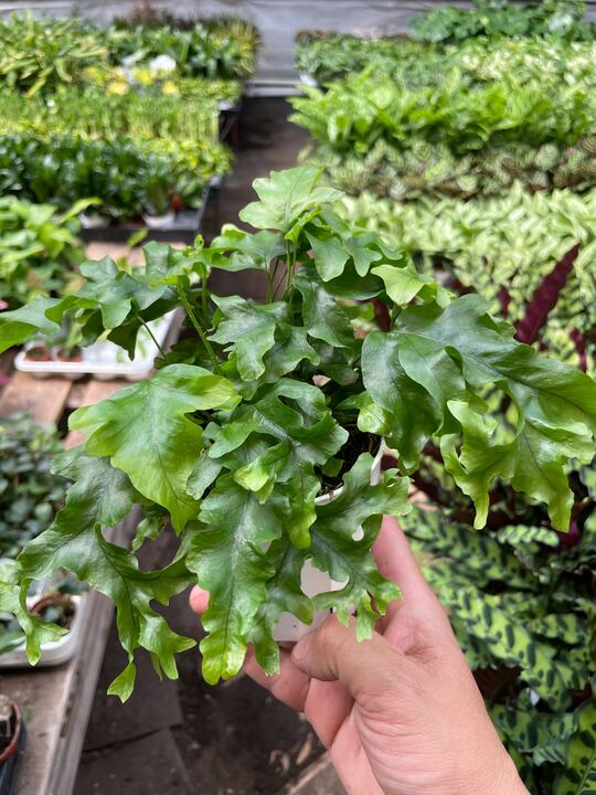 Fern 'Nicolas Diamond' - Holiday Corner