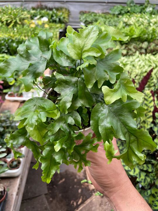 Fern 'Nicolas Diamond' - Holiday Corner