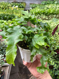 Fern 'Nicolas Diamond' - Holiday Corner