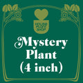 Mystery Flowering Plant - Holiday Corner